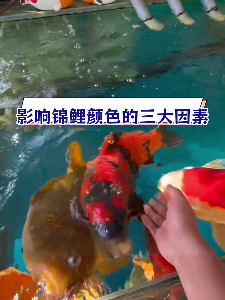 锦鲤颜色变化的三要素:血统、光照与饲料