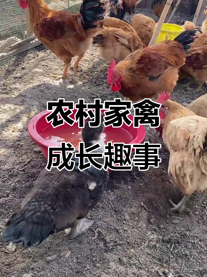 小鹅小鸭散养记，公母难辨，吃饱就睡