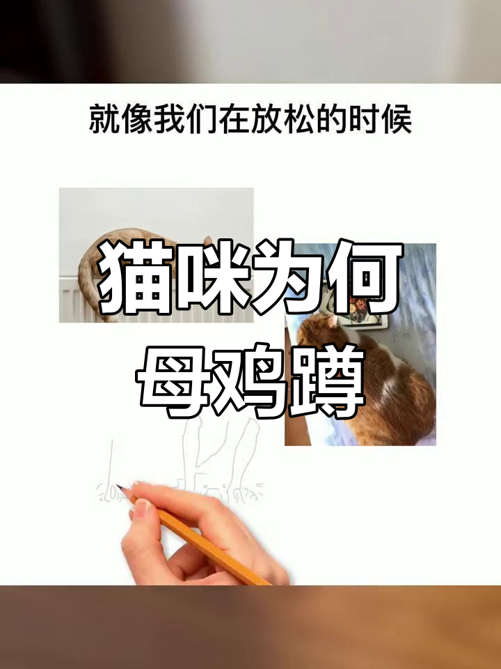 猫咪母鸡蹲的真正原因,竟然是为了这个!