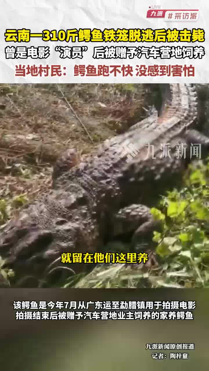 云南一310斤鳄鱼铁笼脱逃后被击毙,曾是电影“演员”,后被赠予汽车营地饲养