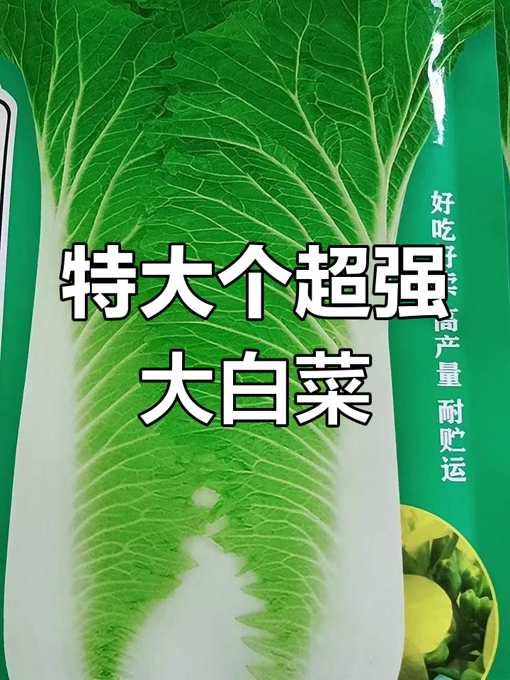 超大颗大白菜,二十斤重!高产又耐储运