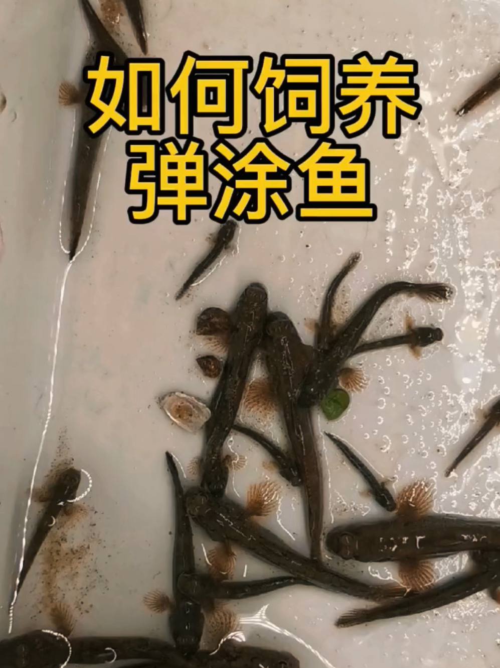 一分钟教你如何养弹涂鱼啊