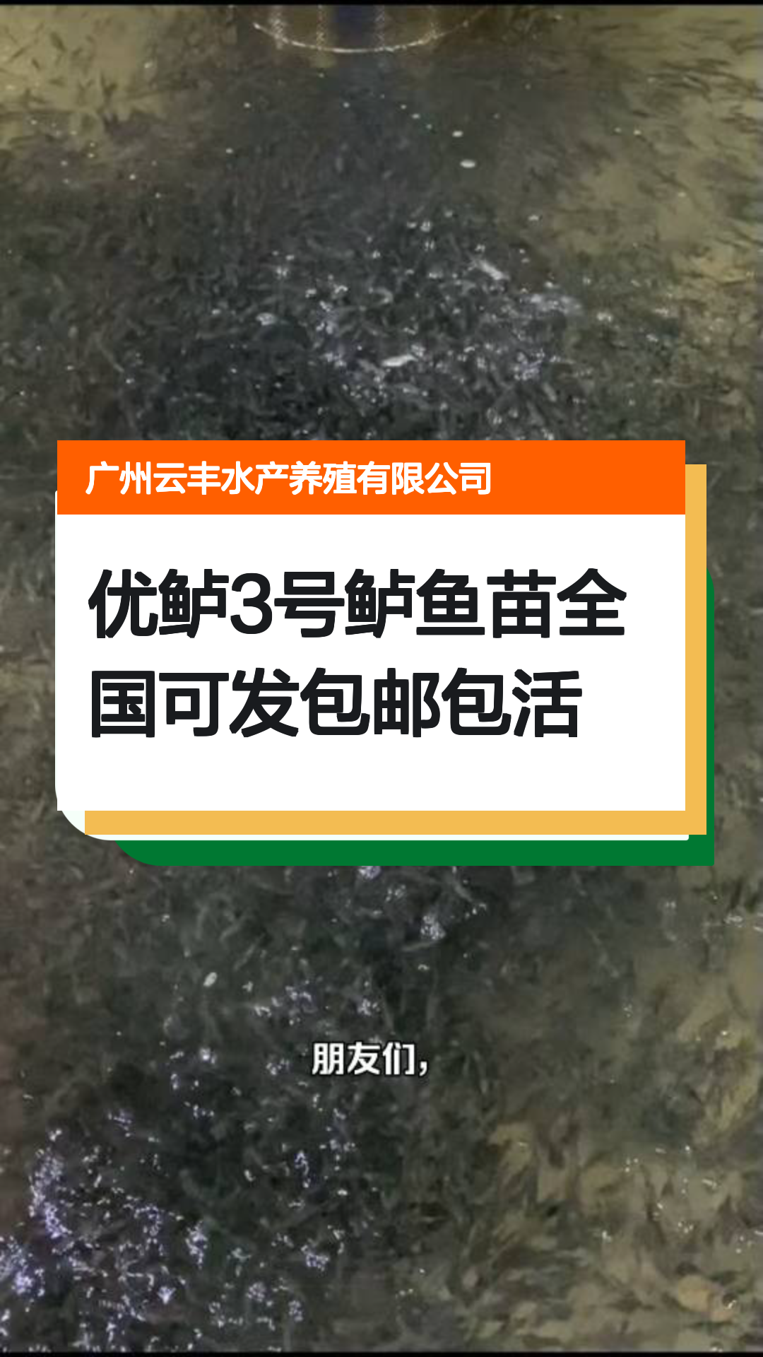 优鲈3号鲈鱼苗全国可发包邮包活