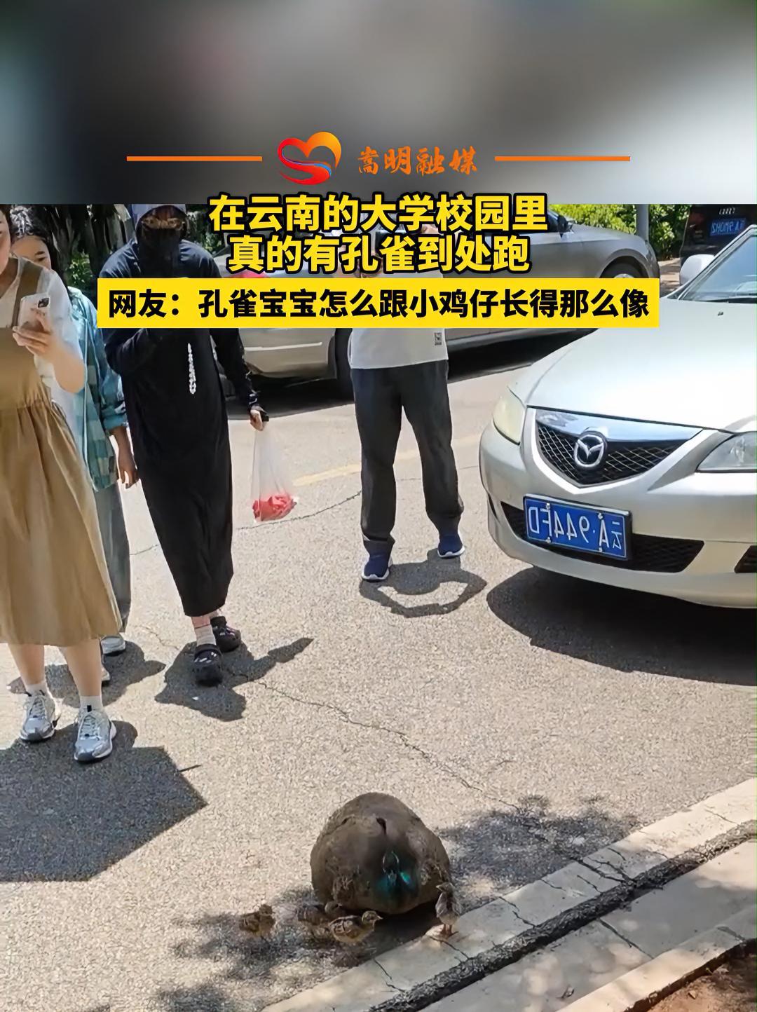 在云南的大学校园里真的有孔雀到处跑,网友:孔雀宝宝怎么跟小鸡仔长得那么像 孔雀