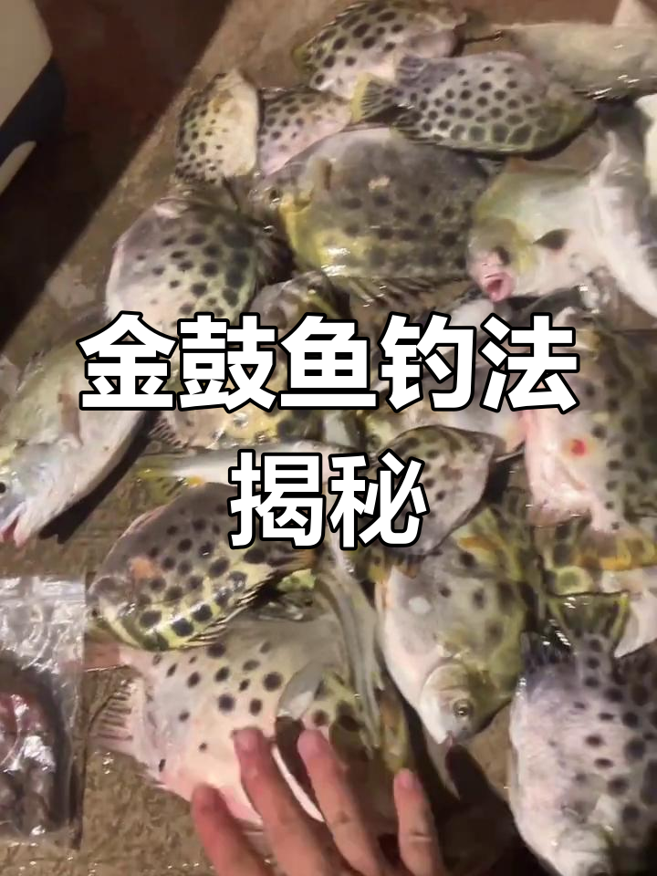 海钓金鼓鱼,海草真能胜过饵料?我亲自试试!