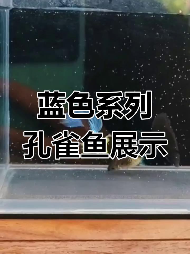 蓝色孔雀鱼大揭秘:从欧意象耳到蓝礼服,每一种都超惊艳