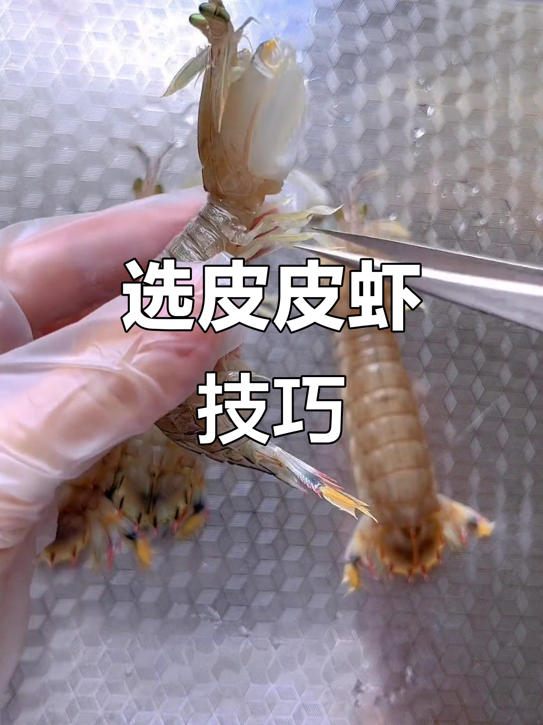 如何挑选皮皮虾?公母区分全攻略