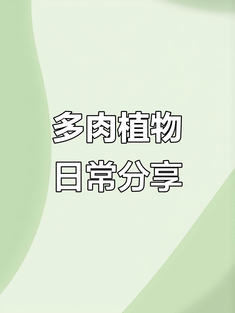 每天不发财就发视频,多肉植物与药锦的奇妙故事