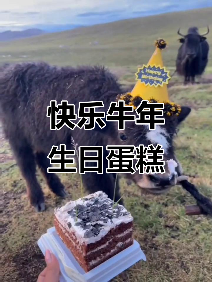 牛年生日蛋糕制作,简单又美味!
