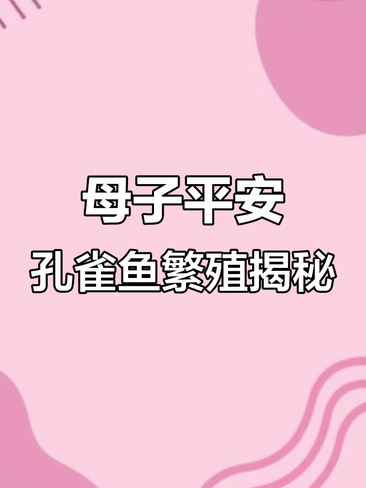 孔雀鱼妈妈生宝宝,注意隔离避免被吃掉