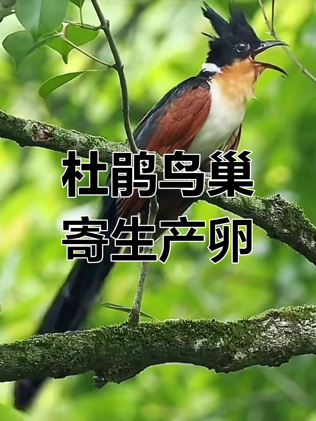 红翅凤头鹃的巢寄生行为,偷苗画眉鸟巢穴产卵