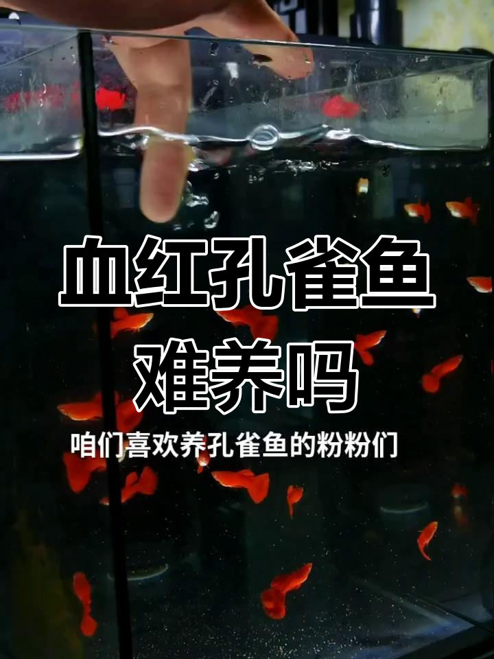 血红孔雀鱼的养殖难点与技巧