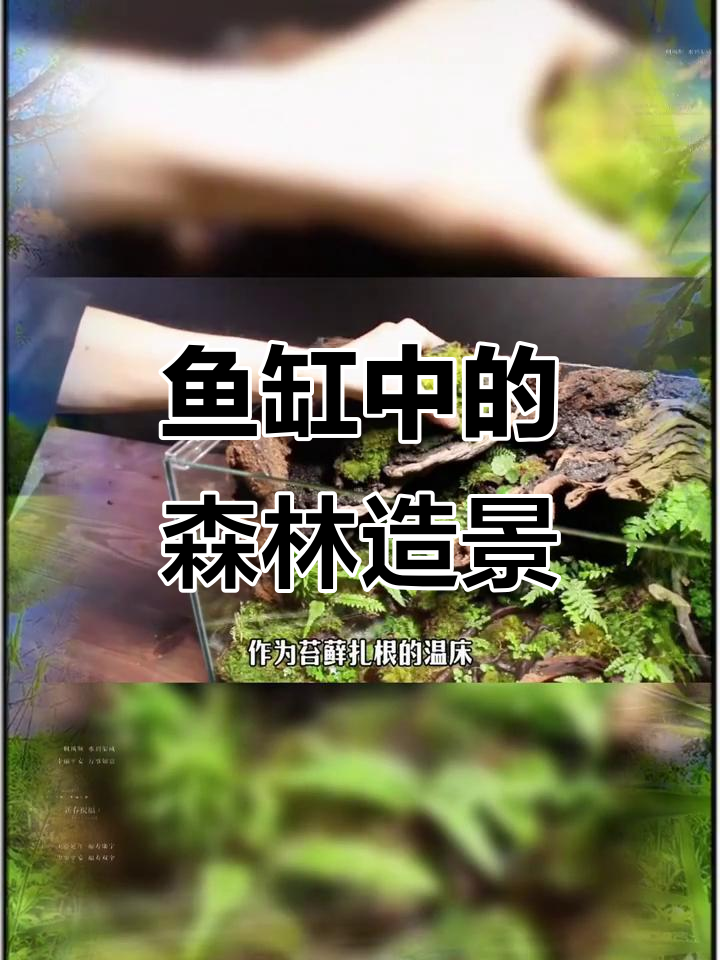 用鱼缸打造森林生态,亲手塑造山体与苔藓世界