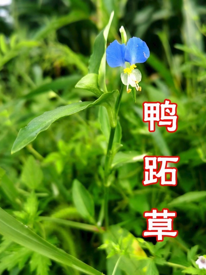 鸭跖草,鸭跖草科,鸭跖草属一年生披散草本
