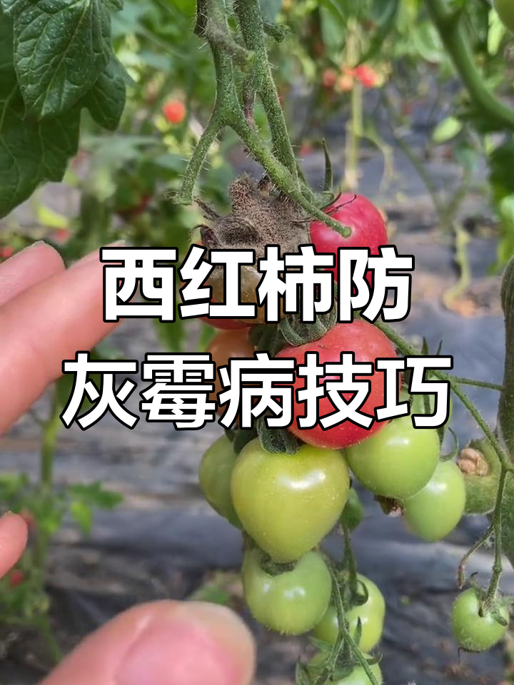 西红柿灰霉病防治全攻略
