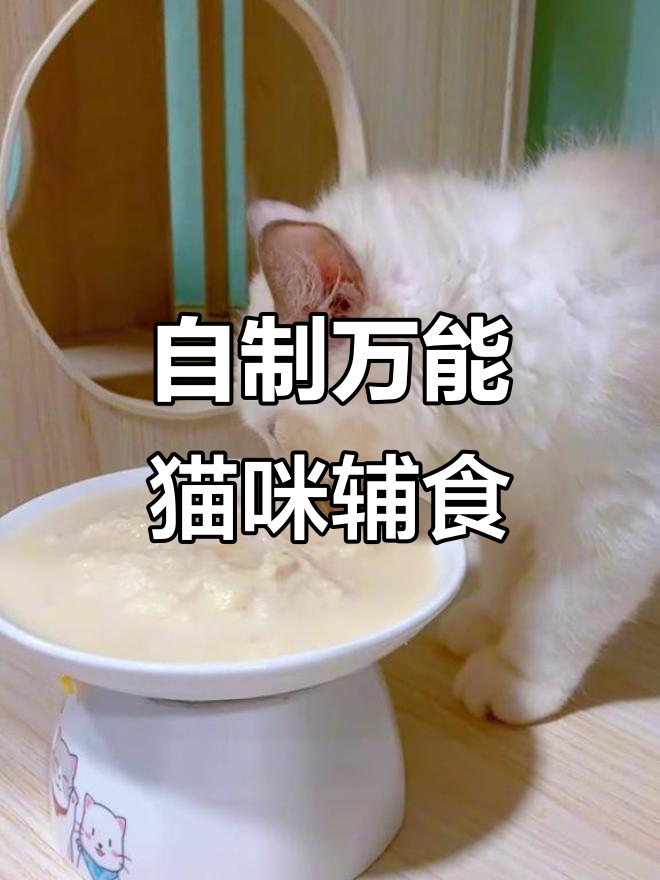 幼猫到老年猫都能吃的营养自制猫饭，简单又美味