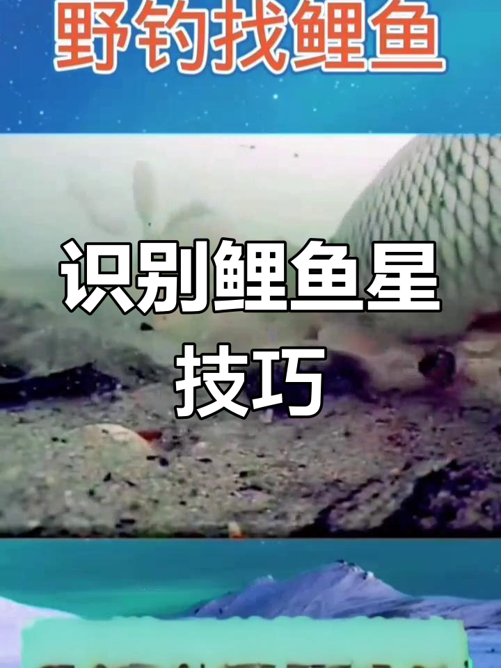 鲤鱼觅食信号解析:如何通过鱼泡判断位置