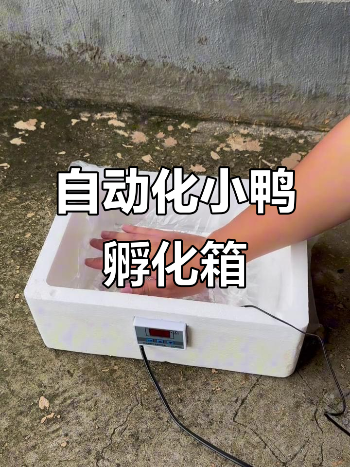 自动恒温孵化器，轻松孵小鸡，无需老母鸡