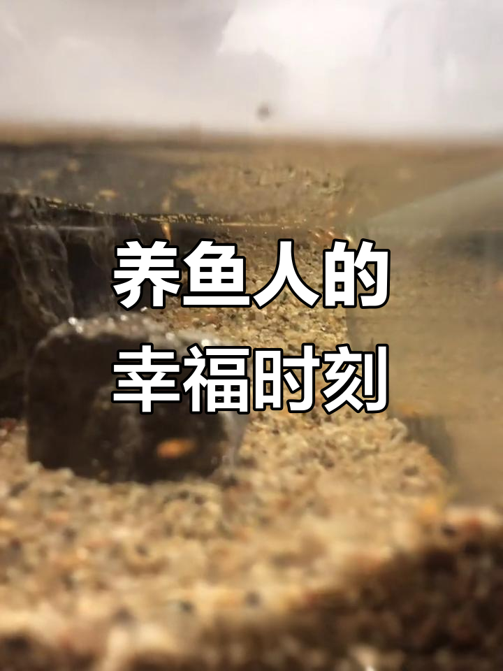 热带鱼生小鱼,养鱼的快乐与辛苦只有自己知道