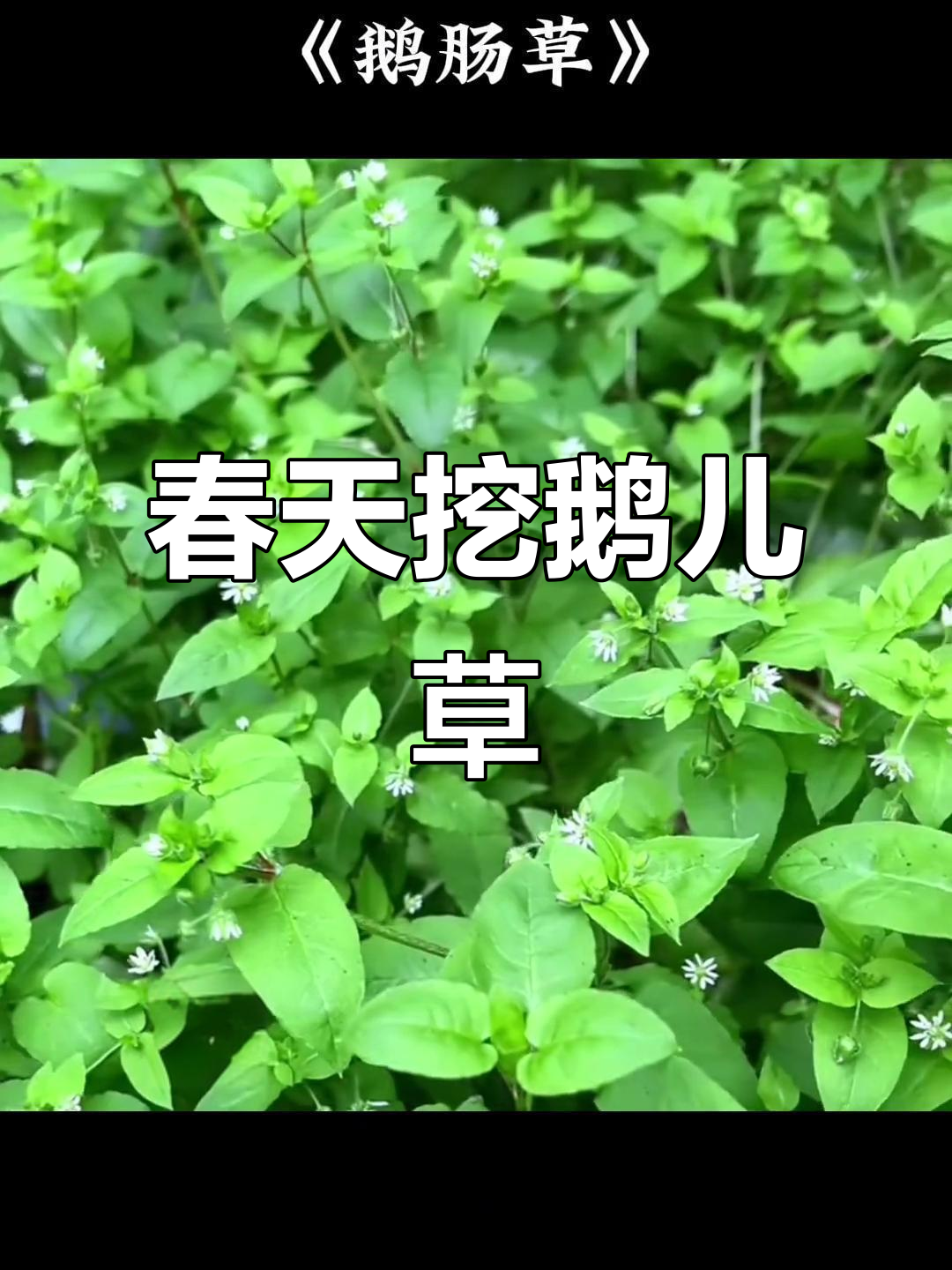 春天的野菜美味,鹅儿草让你清凉一夏