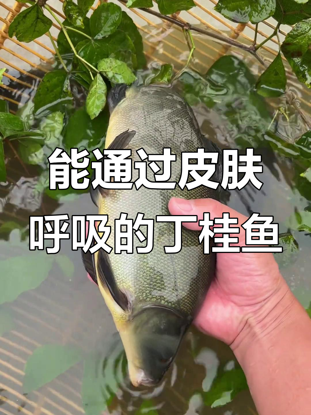 丁桂鱼:皮肤呼吸的神奇鱼类,养殖前景广阔