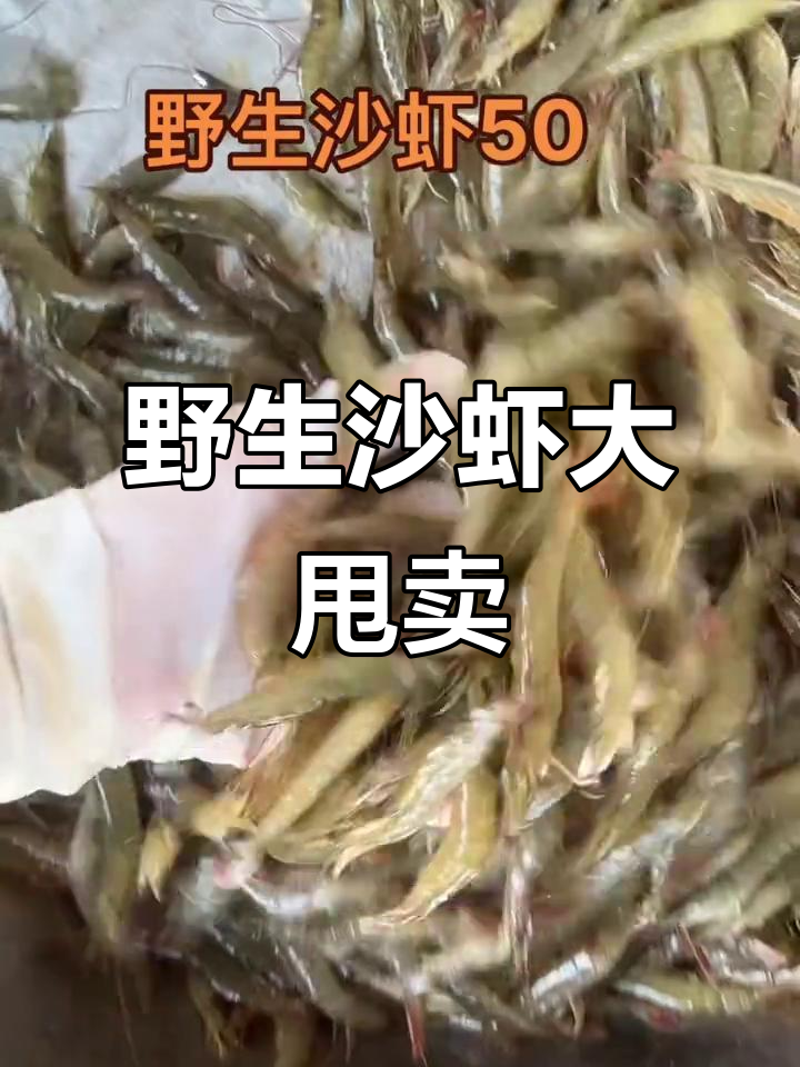 菜市场卖野生沙虾,辣椒和鸭等着急!