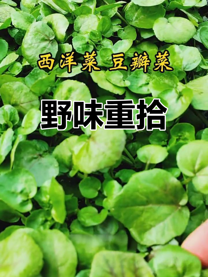 周末采野菜,尝到了久违的豆瓣菜香气