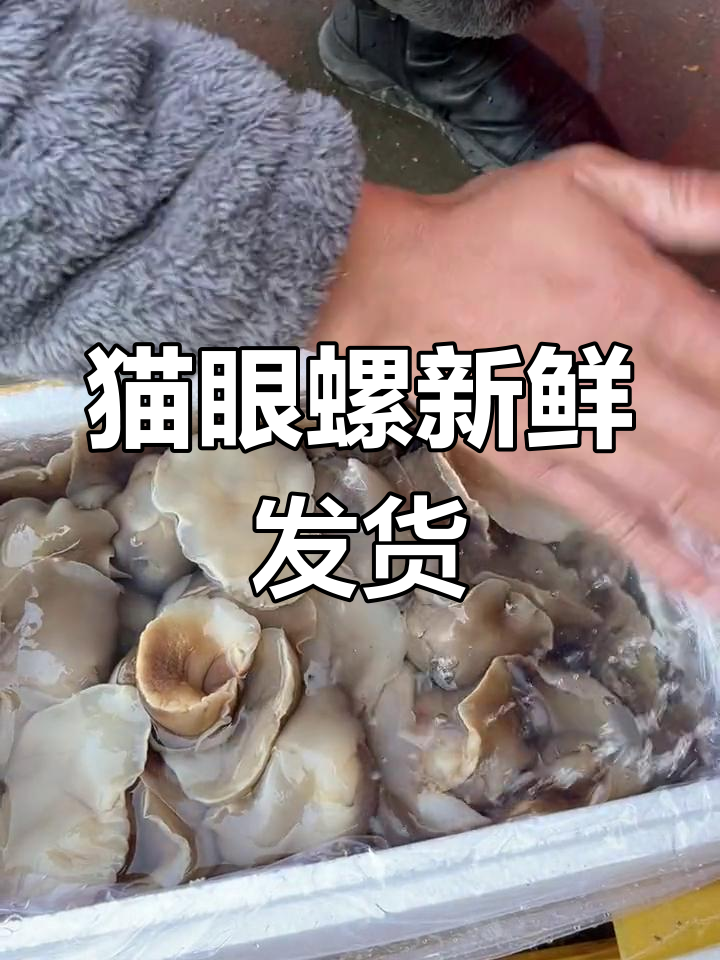 猫眼螺新鲜吐沙,肉质硬需煮久一点