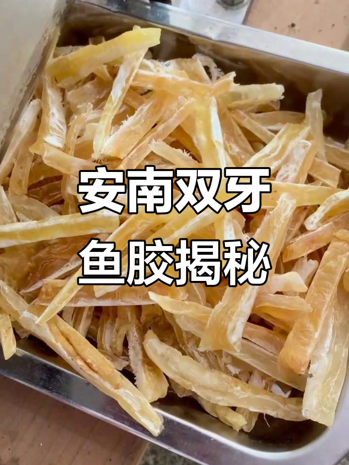 近距离观察安南双牙鱼胶,胶质清晰可见