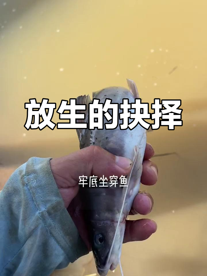 钓鱼意外钓到芝麻剑鱼,放生还是吃?