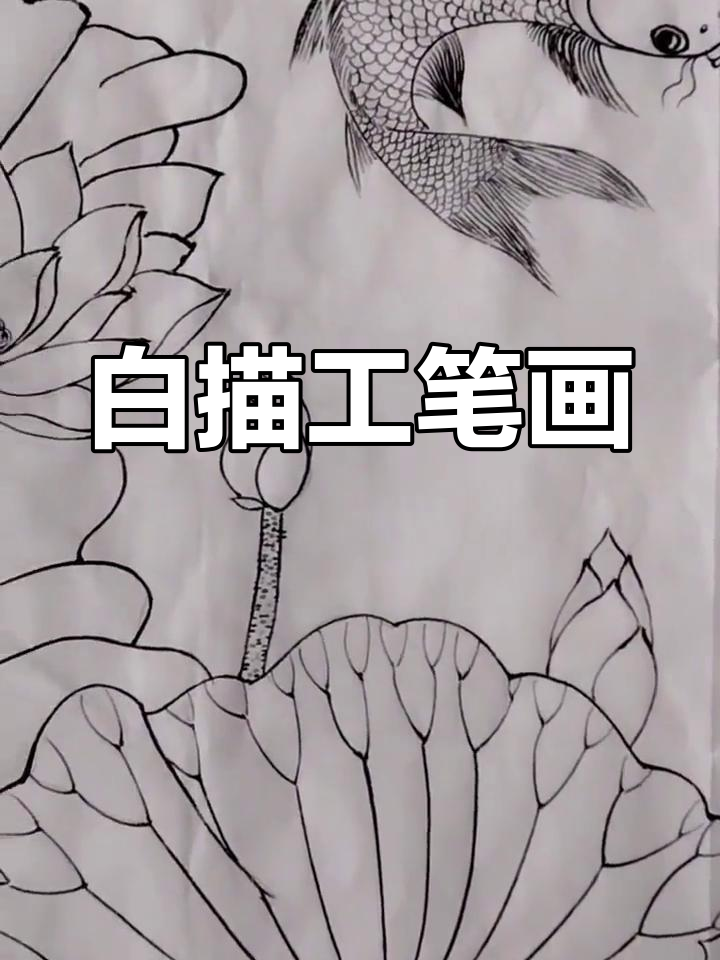 荷花与鲤鱼的白描艺术