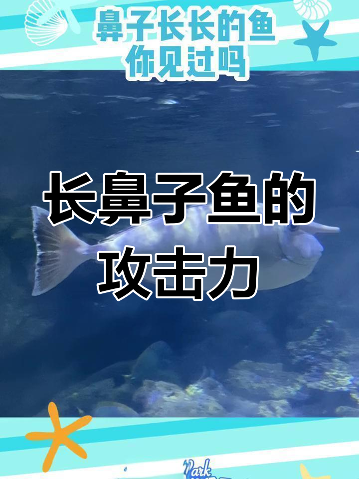突角鼻鱼:长鼻子背后的秘密