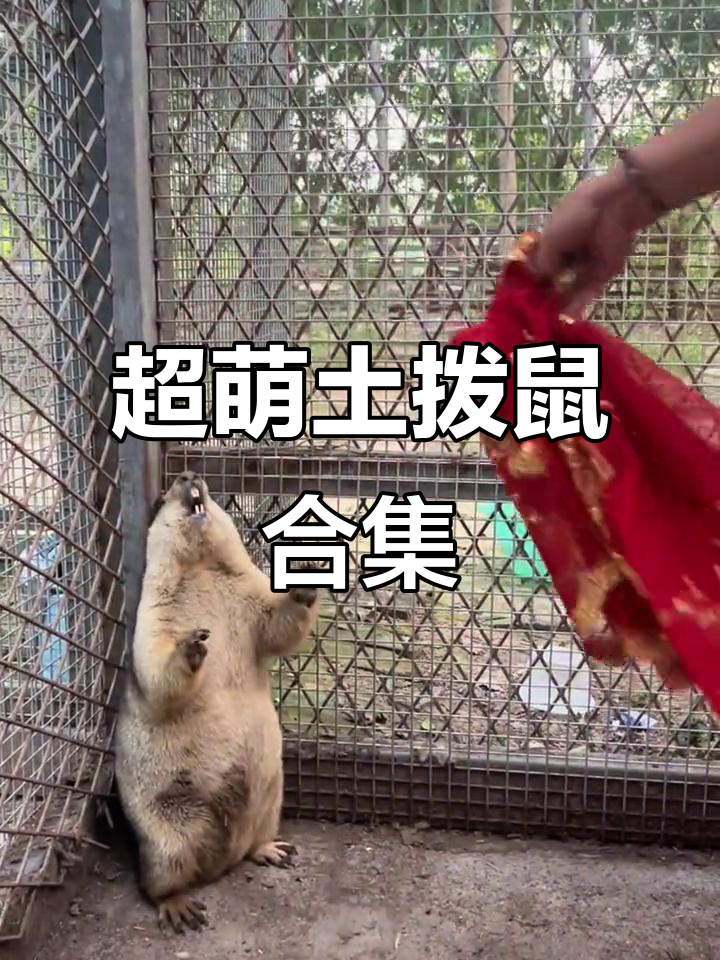 呆萌土拨鼠表情包大赏,太可爱了!