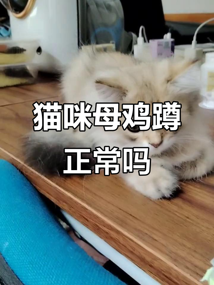 猫咪母鸡蹲不一定是猫传腹,了解背后的原因