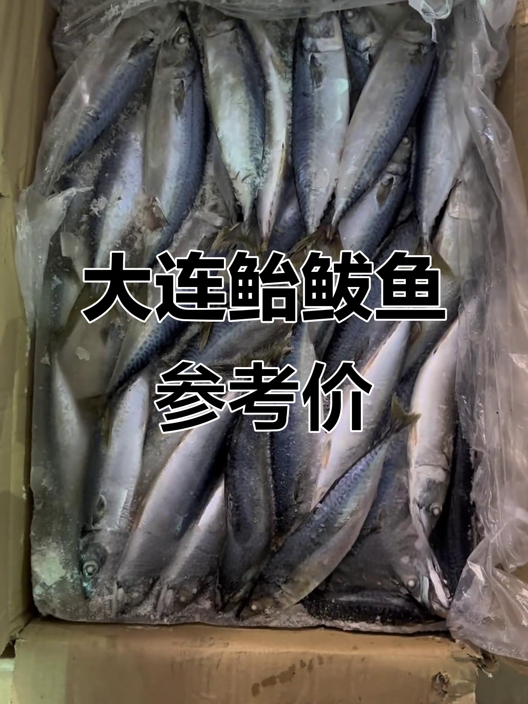 大连鲐鲅鱼价格一览,规格多样任你选