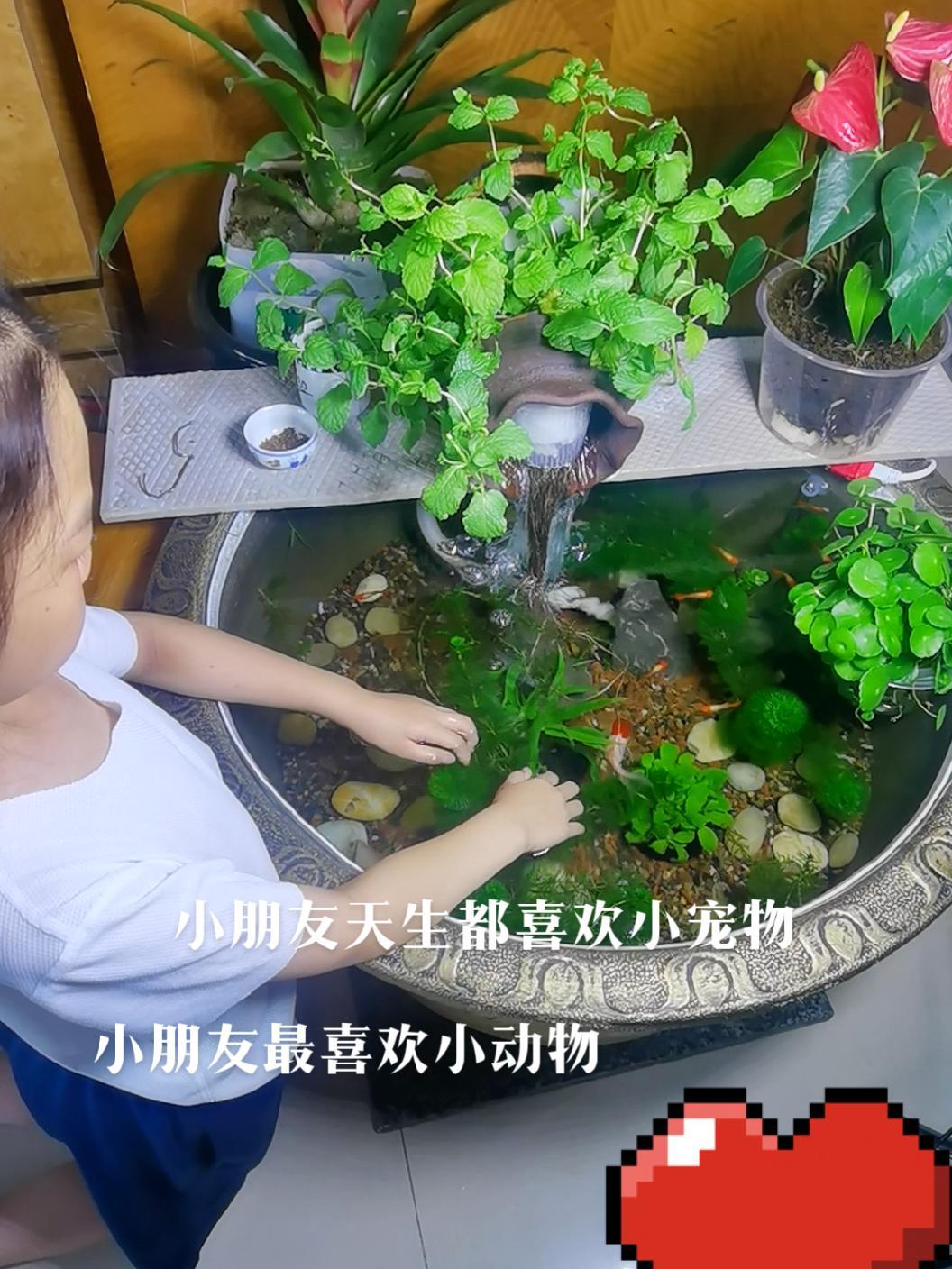 小朋友天生喜欢小动物 流水生财 生态缸 造景 小型热带鱼 一花一草一世界