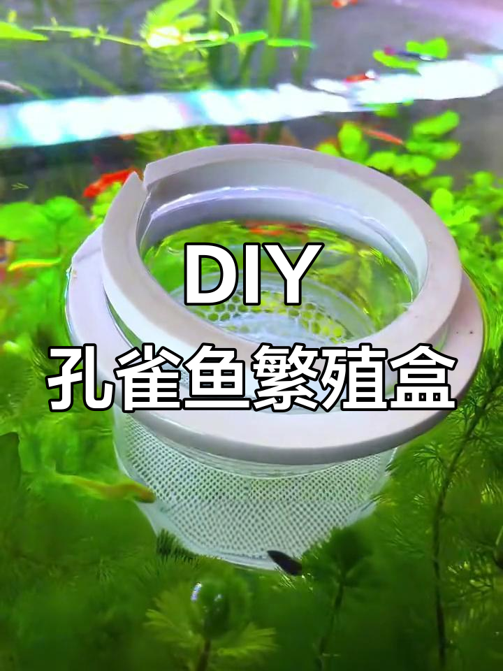 自制孔雀鱼繁殖盒,简单又实用,DIY教程来啦