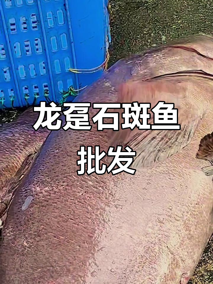 7月北海海鲜市场龙趸石斑鱼,75元一斤超值批发