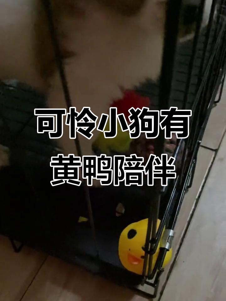 小狗生病也能幸福,肖战同款小黄鸭陪伴它恢复健康