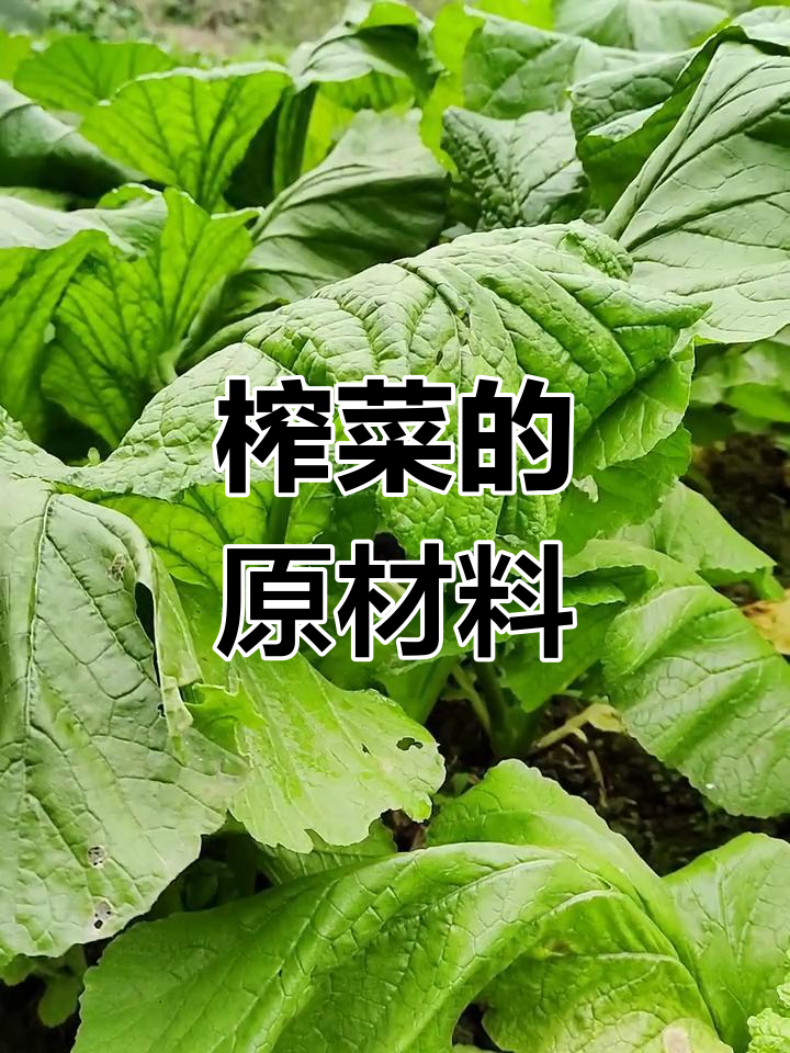 涪陵榨菜的制作原料:青菜头