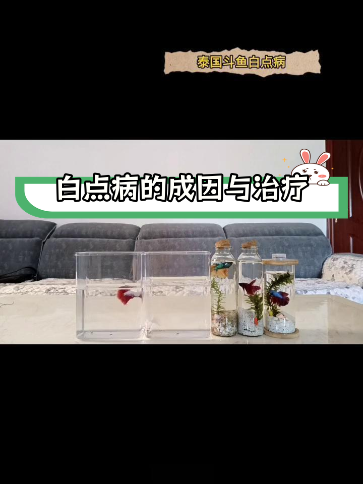 泰国斗鱼白点病防治