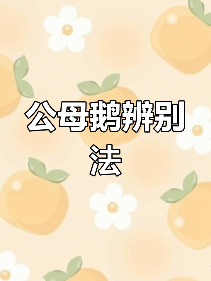 快速分辨鹅公母,看外观轻松搞定