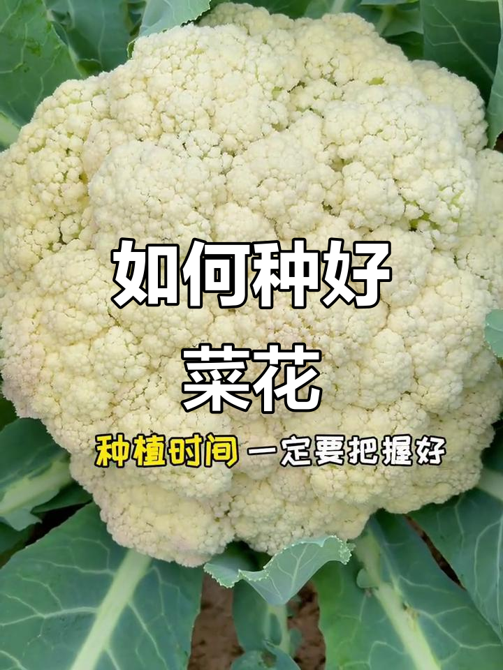 菜花种植技巧:从育苗到管理全攻略