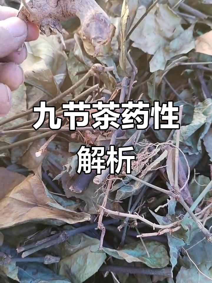 九节茶的药性与使用方法,偏热体质的人更适合