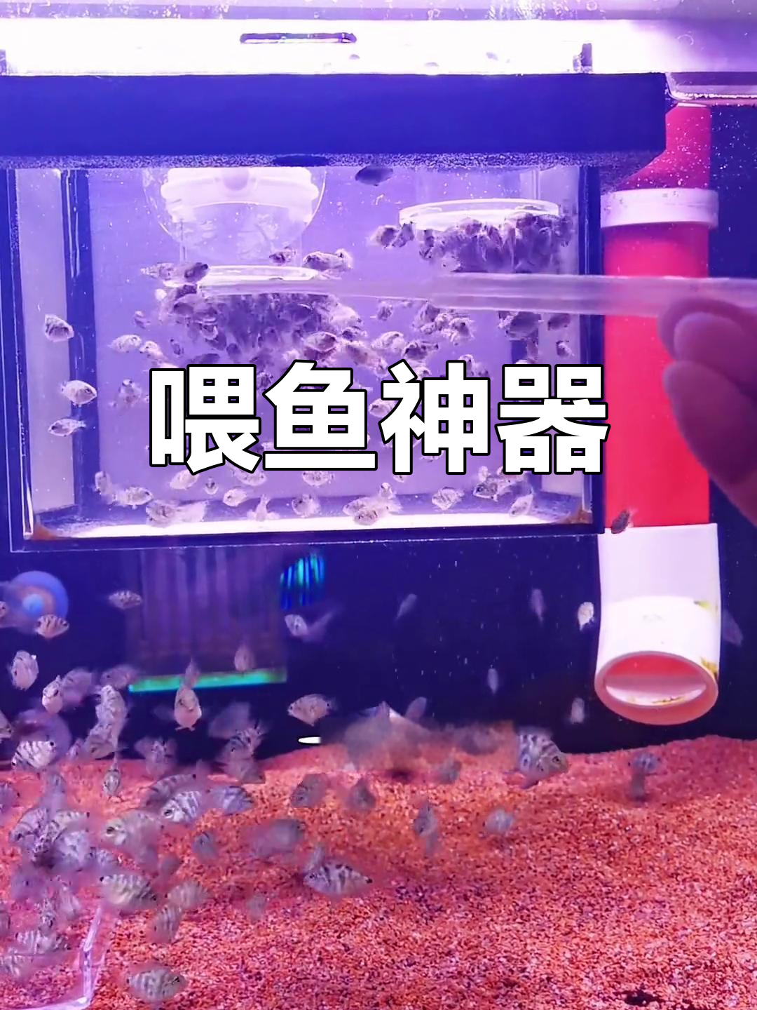 丰年虾喂食器,省时又高效,小鱼苗再也不愁饿了!