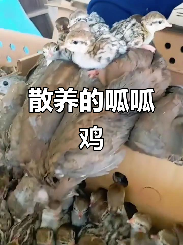 呱啦鸡爆窝,南方北方都能养