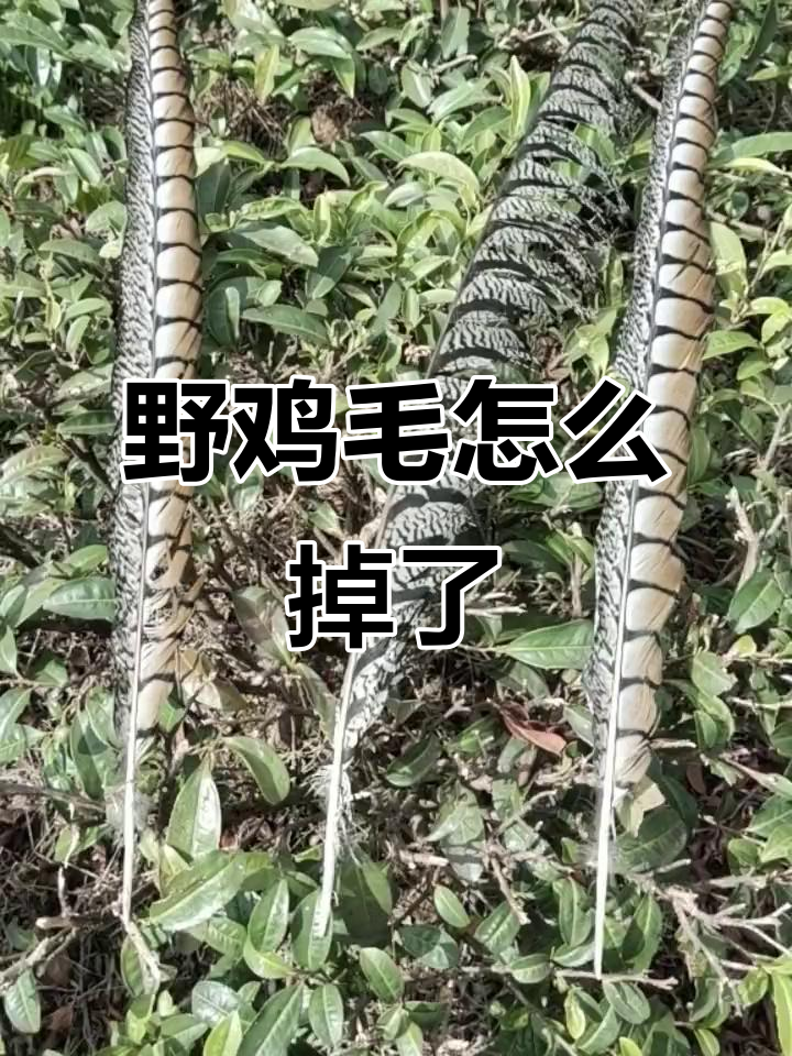 野鸡毛掉落之谜,鸭蛋能揭秘吗?