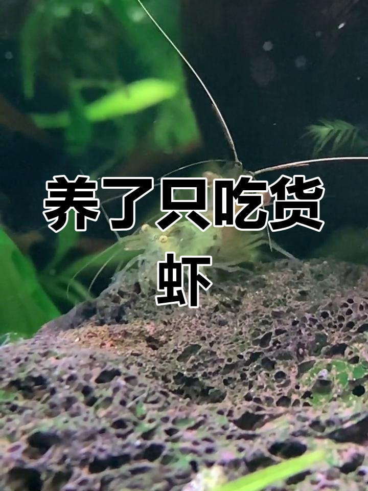 秀丽白虾越来越凶猛,会吃鱼吗?