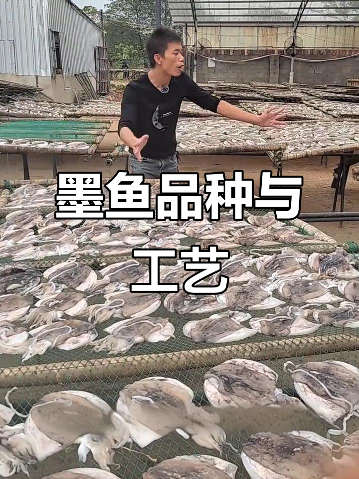 墨鱼种类大揭秘,工艺全解析!