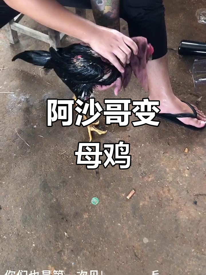 斗鸡场上的奇葩变身,阿沙哥变母鸡毛笑翻全场